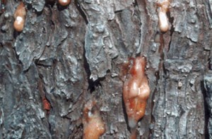 Beetle-in-Tree-Goo