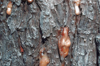 Beetle-in-Tree-Goo