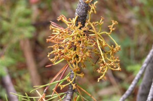 Mistletoe-2