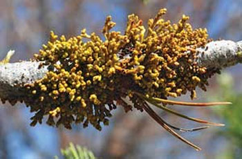 Mistletoe on tree limb: BAD!