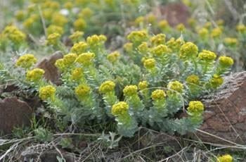 Myrtle-Spurge