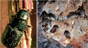 Pine-Beetle