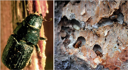 Pine-Beetle