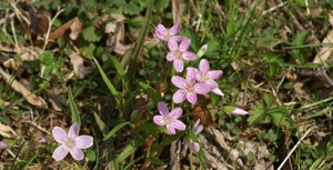 spring beauty