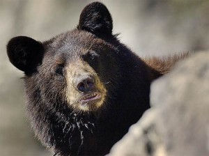 black bears are OUT!