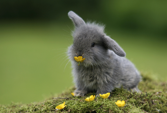 Cute little bunny