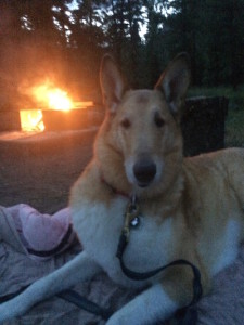 Fanta Missing Dog