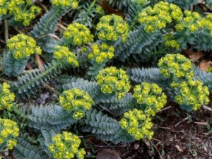 Myrtle-Spurge Poorman HIll Neighborhood