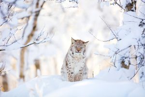 2021 Poorman Hill Neighborhood Association Annual Meeting