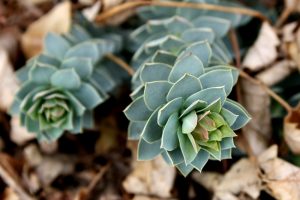 Murtle Spurge clean up in the Spring