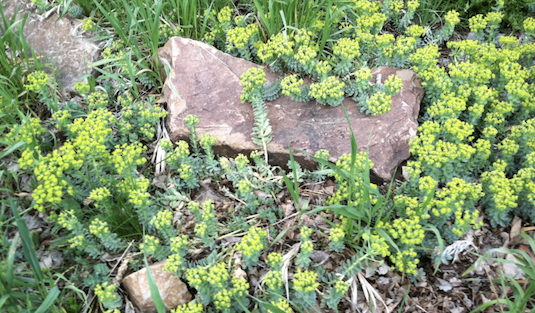 Murtle Spurge clean up in the Spring growing on hillside