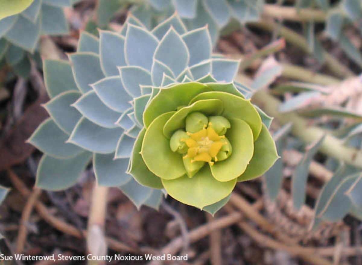 Murtle Spurge clean up in the Spring