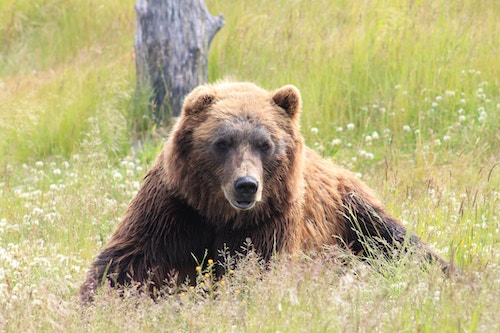 Brown bear on Poorman Road