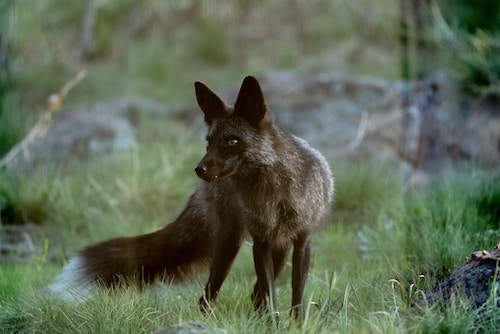 Grass and Slash black fox