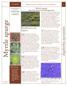 Myrtle Spurge Fact Sheet