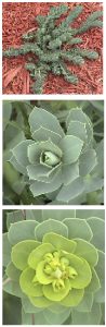 Myrtle Spurge