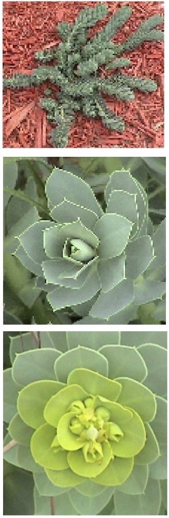 Myrtle Spurge