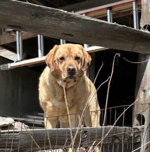Fitz DiPaula - fox red labrador retriever